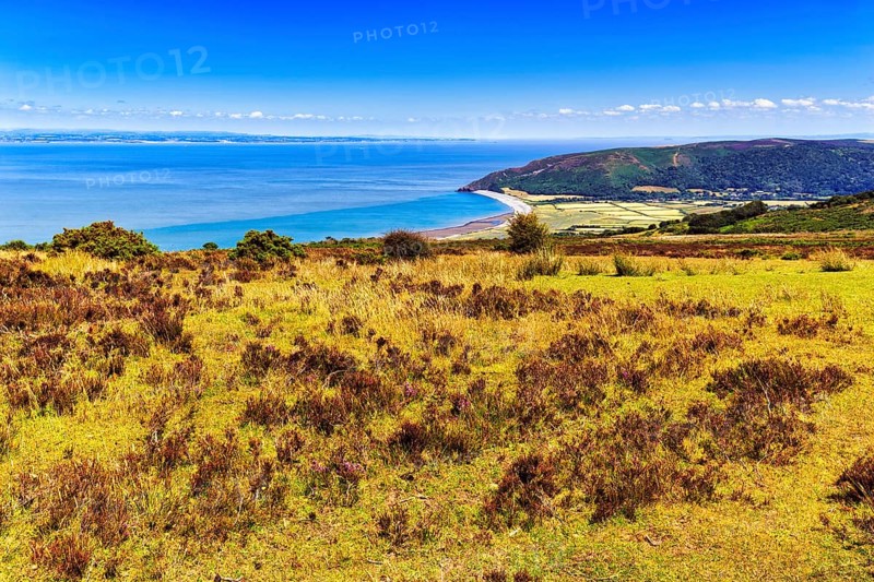 Upland with moor heath, view of coastline on Bristol Channel, Exmoor National Park, Porlock, Somerset, England, United Kingdom, Europe