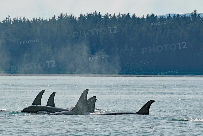 Size Group of Orca Whales Moving Close Together through Water, Coast and Forest, Inside Passage, Juneau, Alaska, USA, North America