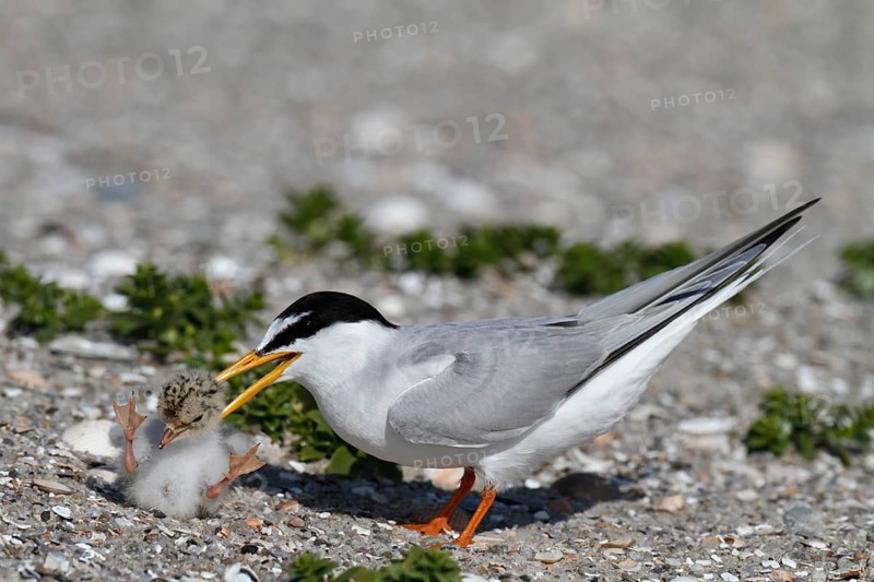 Little Tern (Sternula albifrons), juvenile with adult, intraspecific aggression, adult with alien chick in beak, Lower Saxon Wadden Sea National Park, East Frisian Islands, Lower Saxony, Germany, Europe