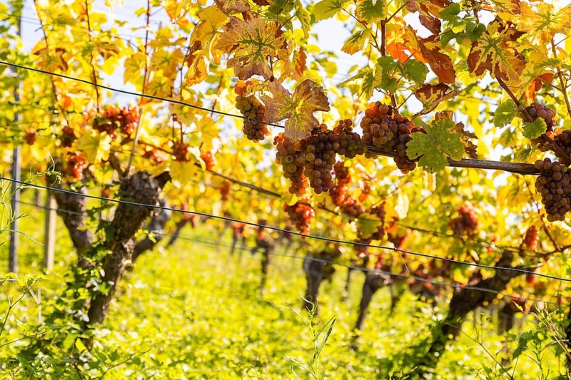 Saxon State Winery Schloss Wackerbarth invites the press to the grape grape harvest in the Goldener Wagen vineyard in Radebeul. Here, the winegrowers harvest the grapes for the Traminer Spätlese of the 2022 vintage in Saxony's premium location