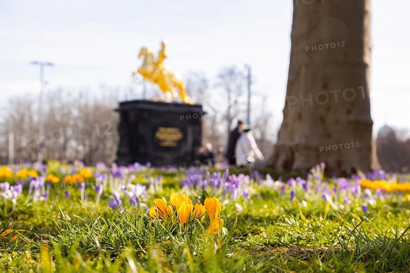 The sunshine attracts many Dresdeners outdoors. Everyone is hoping for a relaxation of the Crona measures. Blooming crocuses at Neustädter Markt with the Golden Rider