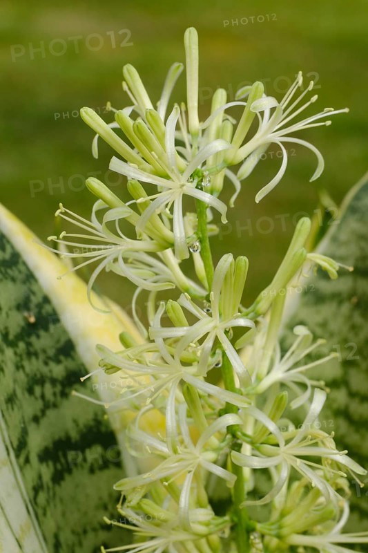 Close-up of bow hemp (Sansevieria) with flower, pot plant