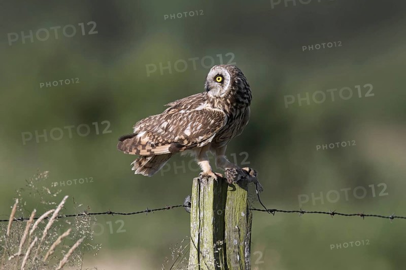 Short-eared owl (Asio flammeus) (Asio accipitrinus) perched on fence post along field with caught mouse prey in its talons