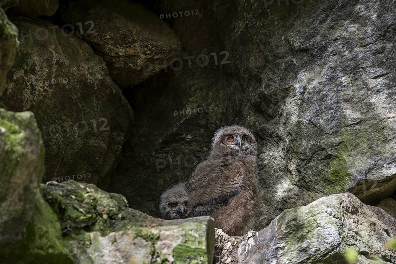 Two Eurasian eagle owl (Bubo bubo) chicks, fledglings sitting in nest on rock ledge in cliff face