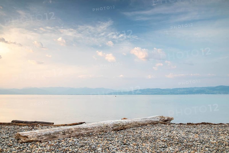 Deadwood on the bank, dawn, morning glow, summer, Argen estuary, Langenargen, Baden-Württemberg, Germany, Europe