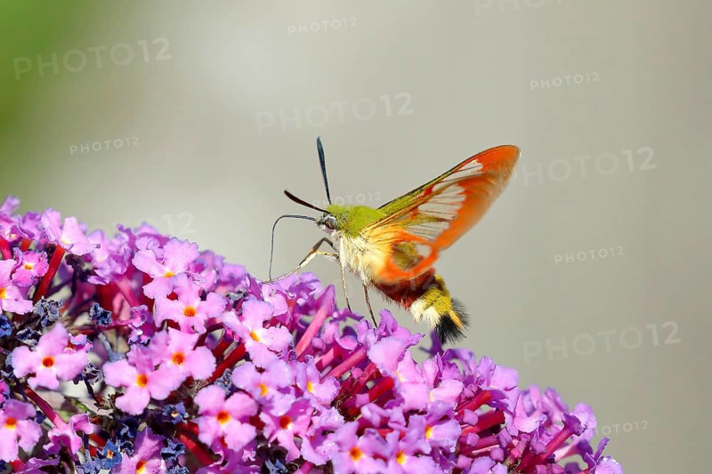 Bumblebee hawk moth (Hemaris fuciformes), in flight the bumblebee hawk moth sucks nectar on summer lilac (Buddleja davidii), Gunzenhausen, Altmühlsee, Franconian Lake District, Franconia, Bavaria, Germany, Europe