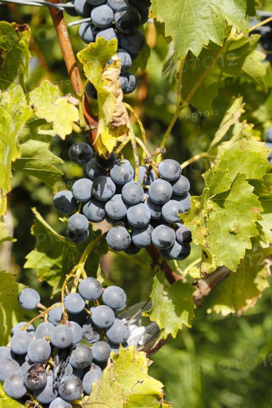Grapes in front of Gomaringen Castle, vines, blue grapes, Gustav Schwab Museum, former aristocratic residence, Gomaringen, Baden-Württemberg, Germany, Europe