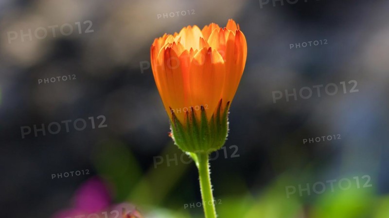 Marigold (Calendula officinalis), macro, semi-closed flower, lateral, backlight, Zingaro, national park, nature reserve, northwest, Sicily, Italy, Europe