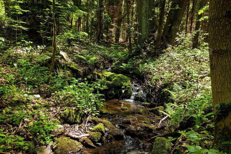 The Tharandt Forest, formerly known as the Grillenburg Forest, is a landscape in the centre of Saxony and lies southwest of the forestry town of Tharandt, south of the town of Wilsdruff