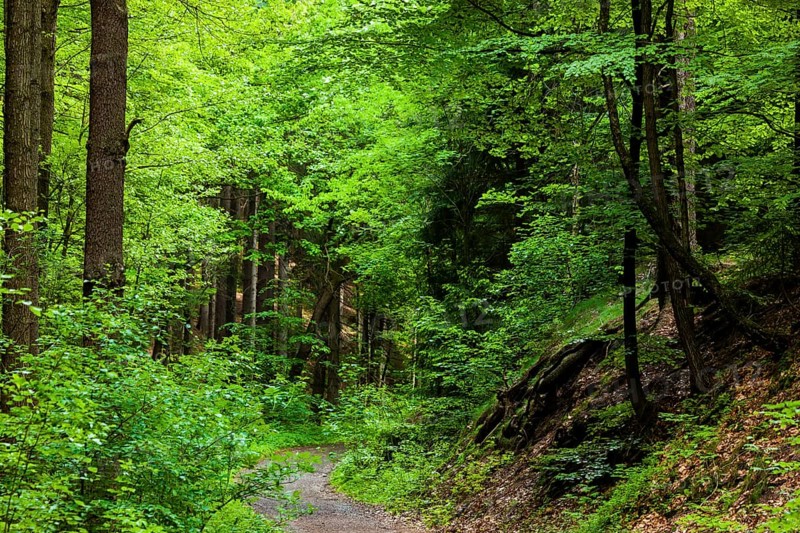 The Tharandt Forest, formerly known as the Grillenburg Forest, is a landscape in the centre of Saxony and lies southwest of the forestry town of Tharandt, south of the town of Wilsdruff