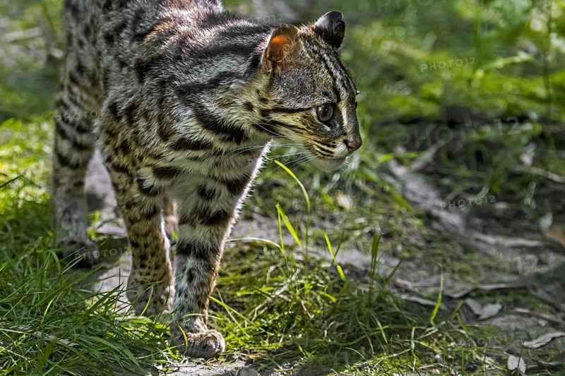 Bengal leopard cat (Prionailurus bengalensis bengalensis) native to South and East Asia, from Pakistan to China, and probably the Malay Peninsula