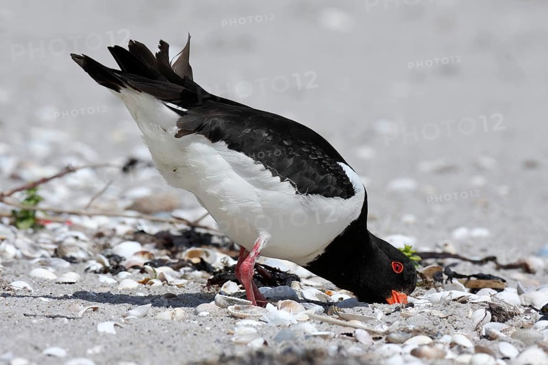 Eurasian oystercatcher (Haematopus ostralegus), poking in the sand with its beak, looking for food, Lower Saxon Wadden Sea National Park, East Frisian Islands, Lower Saxony, Germany, Europe