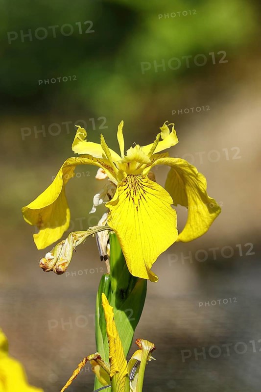 Yellow flag (Iris pseudacorus), yellow flower in a pond, Wilden, North Rhine-Westphalia, Germany, Europe