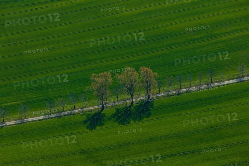 DEU Saxony Grossenhain (Â© Sylvio Dittrich +49 1772156417) Field near Grossenhain in springtime