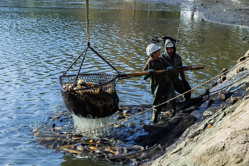 Fishing of the castle pond in Moritzburg