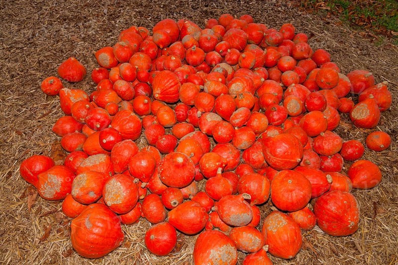 Pumpkins (Cucurbita) (Cucurbitaceae) are a genus of plants in the gourds . Five species are cultivated: Cucurbita argyrosperma, siam pumpkin (Cucurbita ficifolia), squash (Cucurbita maxima), musk squash (Cucurbita moschata) and garden pumpkin (Cucurbita pepo)