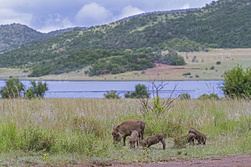 Common warthog (Phacochoerus africanus) female with four juveniles foraging in the Pilanesberg National Park, North West Province, South Africa, Africa