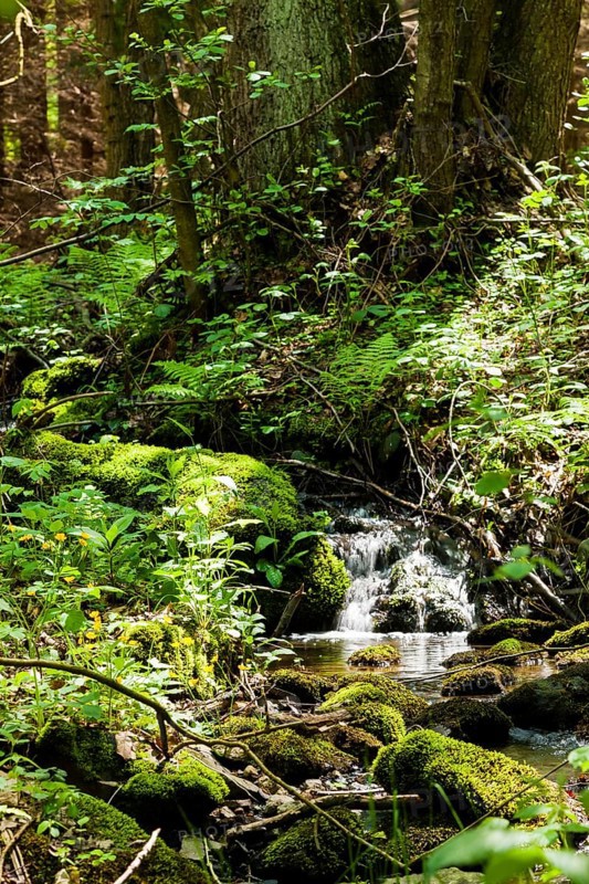 The Tharandt Forest, formerly known as the Grillenburg Forest, is a landscape in the centre of Saxony and lies southwest of the forestry town of Tharandt, south of the town of Wilsdruff
