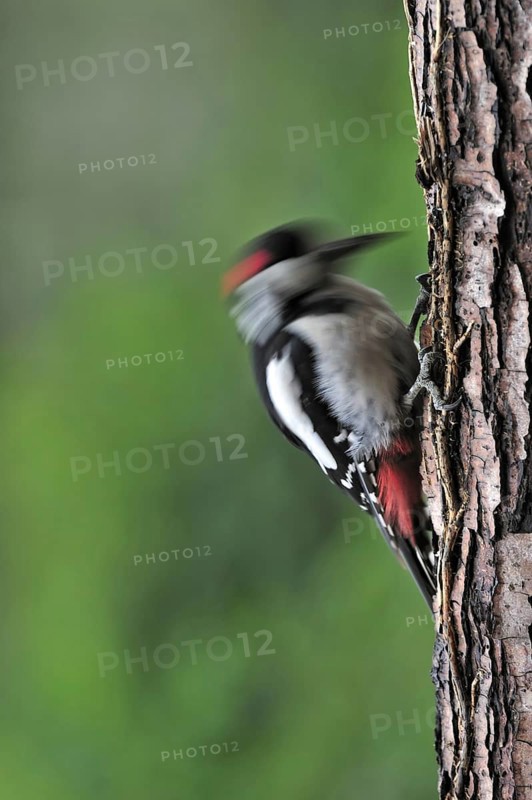 Great Spotted Woodpecker (Dendrocopos major), Greater Spotted Woodpecker male drumming on tree trunk in forest, Belgium, Europe
