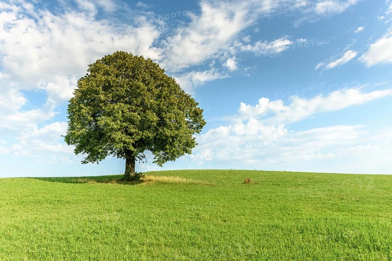 Lone tree on a hill in the French countryside. Jura, Lons-le-Saunier, Burgundy-Franche-Comte, France, Europe