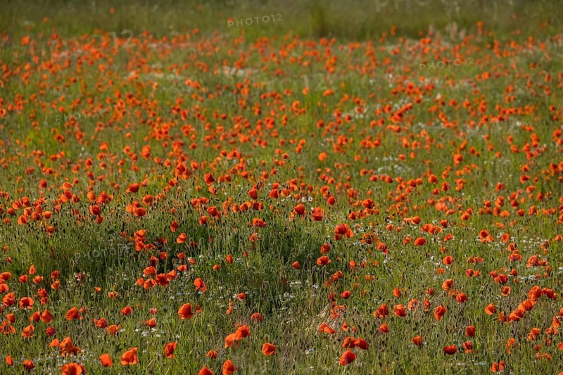 Poppy flowers (Papaver rhoeas), Münsterland, North Rhine-Westphalia, Germany, Europe