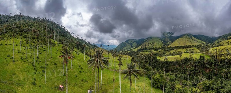 Wax palms largest palms in the world, Cocora valley, Unesco site coffee cultural landscape, Salento, Colombia, South America