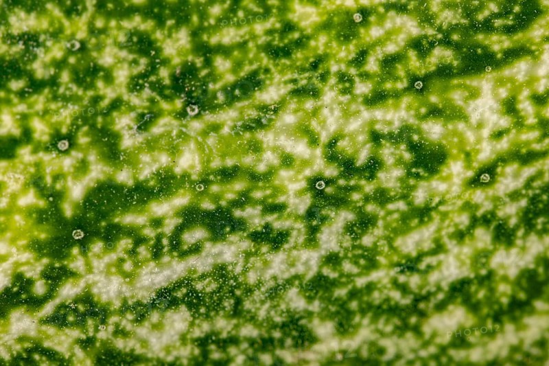 Macro-photograph of the skin of a field cucumber (Cucumis sativus)