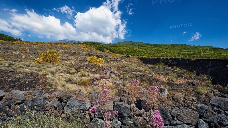Lava rocks, yellow and purple flowers, Etna, volcano, Eastern Sicily, Sicily, Italy, Europe