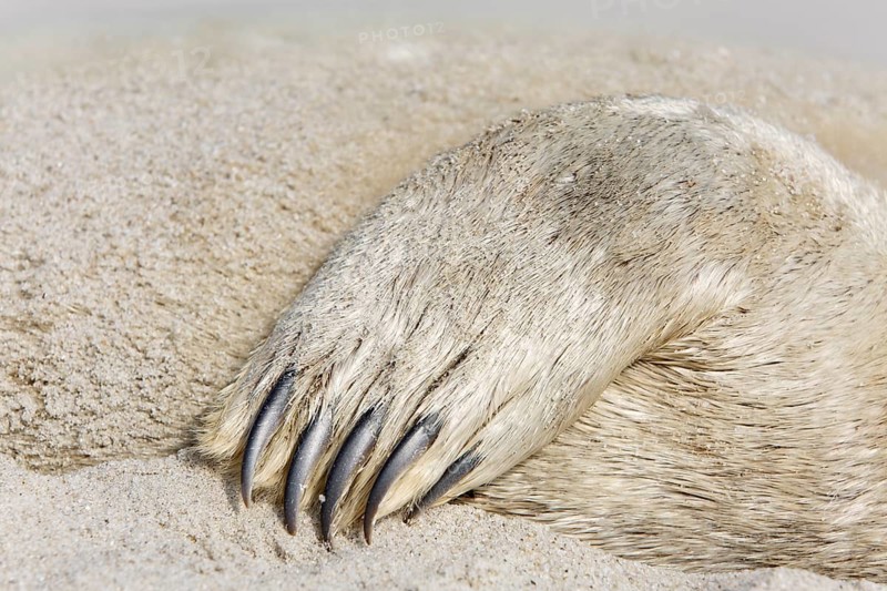 Common seal (Phoca vitulina), found dead on the beach, detail of the fin of a dead seal, Lower Saxony Wadden Sea National Park, Lower Saxony, Germany, Europe