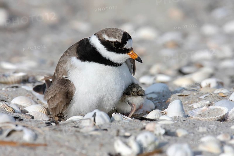 Little Ringed Plover (Charadrius hiaticula), adult bird on the clutch of eggs, Lower Saxony Wadden Sea National Park, East Frisian Islands, Lower Saxony, Germany, Europe
