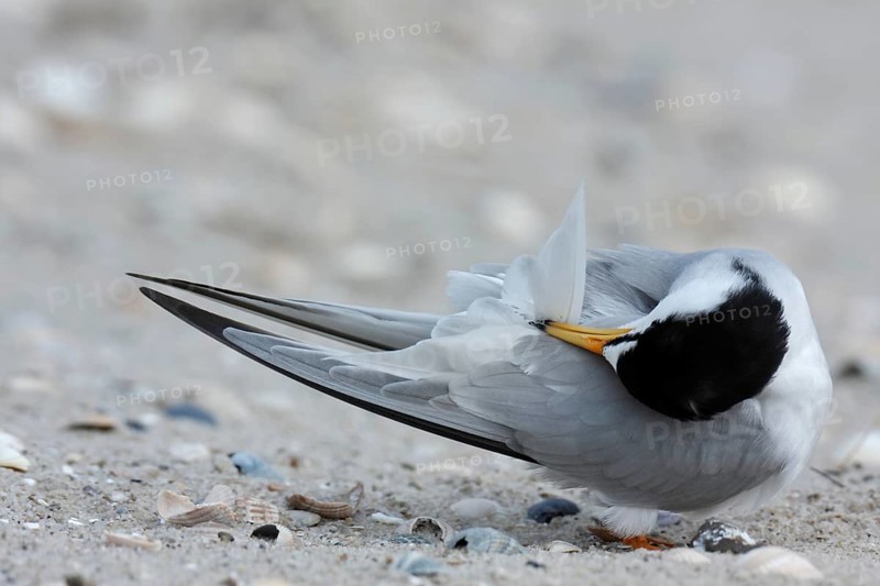 Little Tern (Sternula albifrons), grooming its feathers on the beach, Lower Saxony Wadden Sea National Park, East Frisian Islands, Lower Saxony, Germany, Europe