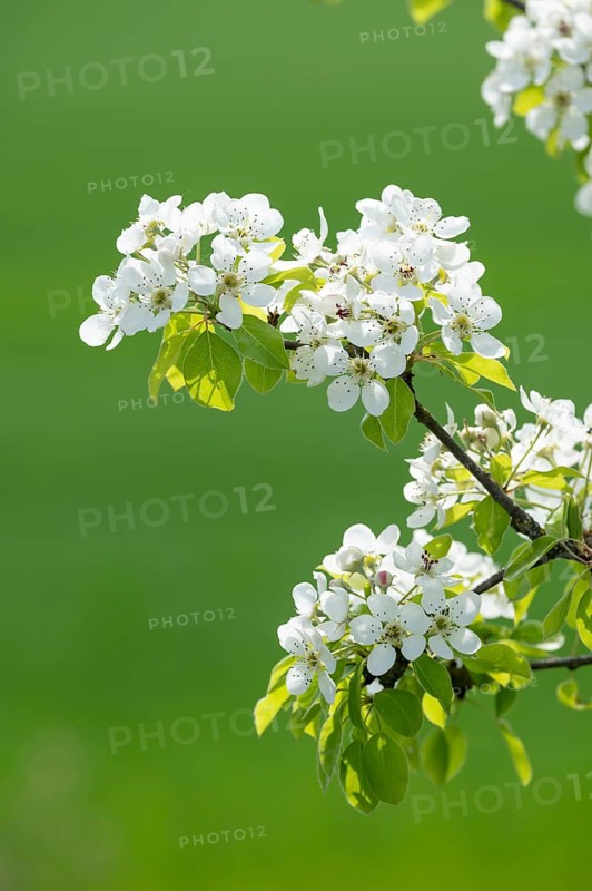 European pear (Pyrus communis), branch with flowers and leaves, Thuringia, Germany, Europe