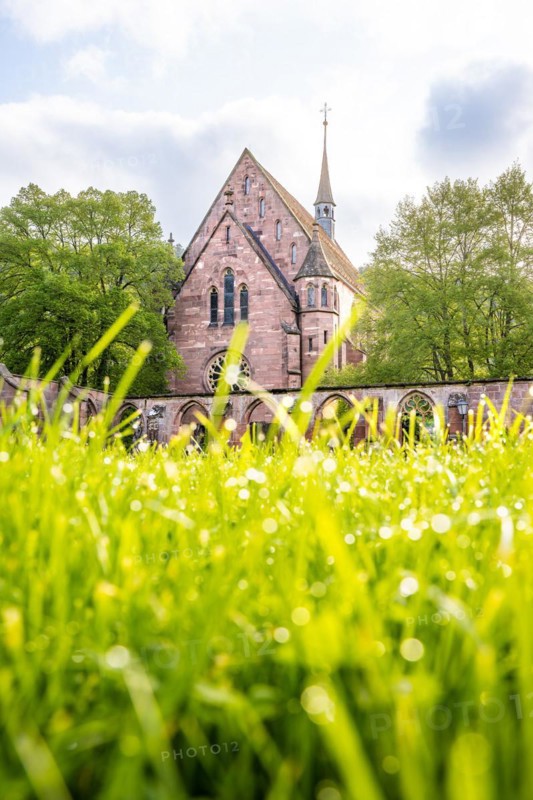 Historic monastery church with grass in the foreground, Hirsau, Black Forest, Germany, Europe