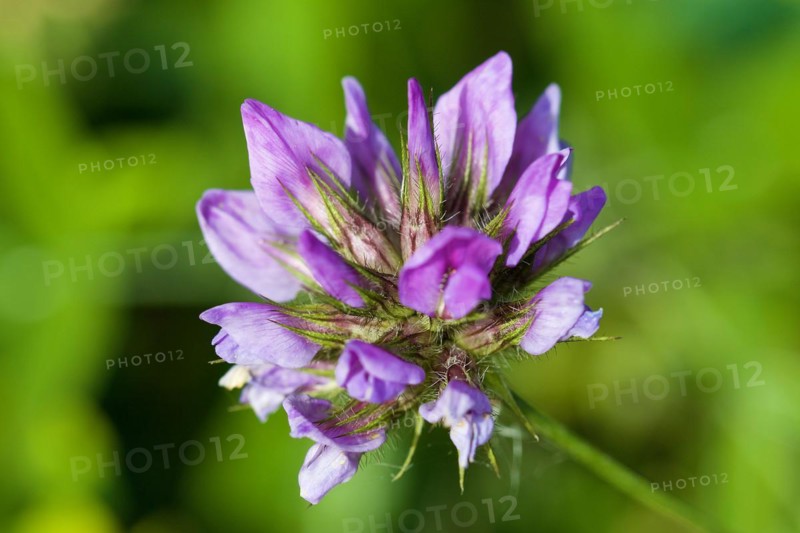 Common asp clover (Bituminaria bituminosa), macro, flower, Zingaro, National Park, Nature Reserve, Northwest, Sicily, Italy, Europe