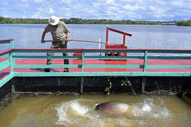 Man fishing an (Arapaima gigas) fish or giant pirarucu fish from a pier, Manaus, Amazonia State, Brazil, South America