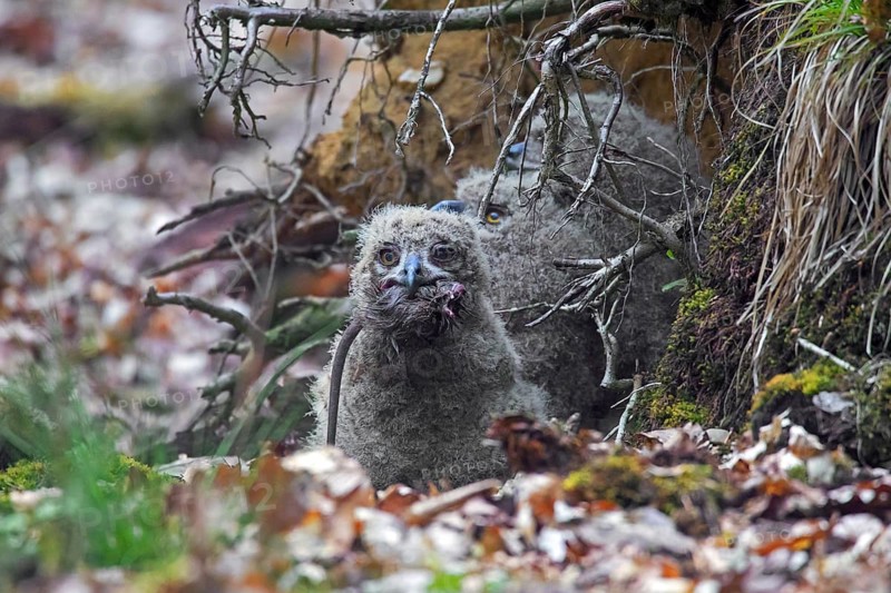 Eurasian eagle-owl (Bubo bubo), European eagle-owl chick swallowing dead rat in nest on the ground at base of uprooted tree in forest in spring