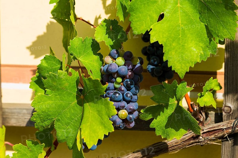 Open Winery Day in Saxony The winery is located in Radebeul in Oberlössnitz, at the foot of the prestigious Radebeul Goldener Wagen vineyard. The heritage-protected winegrower's house, in whose cellar the wines are matured, dates back to the 17th century and is known as Meinhold's Tower House