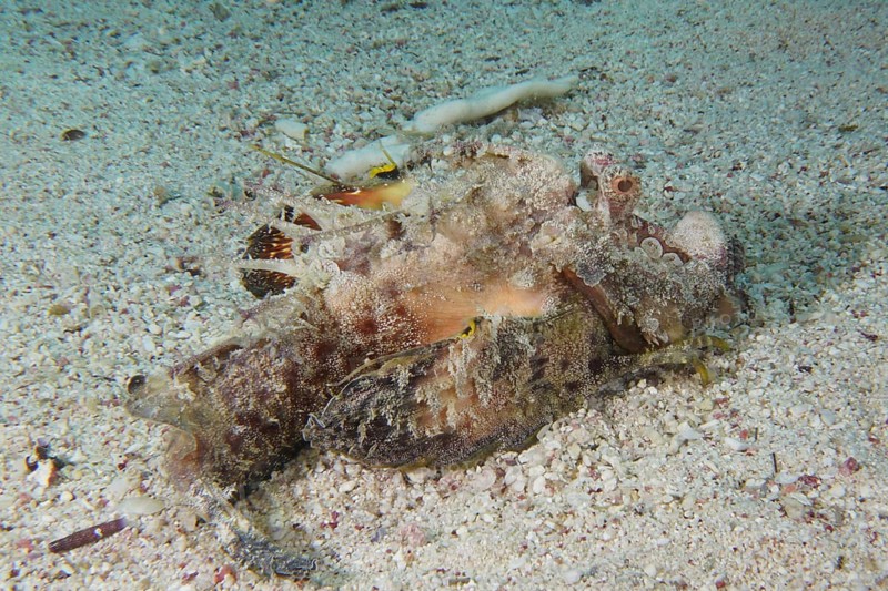 Red Sea Walkman Filament Devilfish (Inimicus filamentosus) Devilfish, Dive Site House Reef, Mangrove Bay, El Quesir, Red Sea, Egypt, Africa