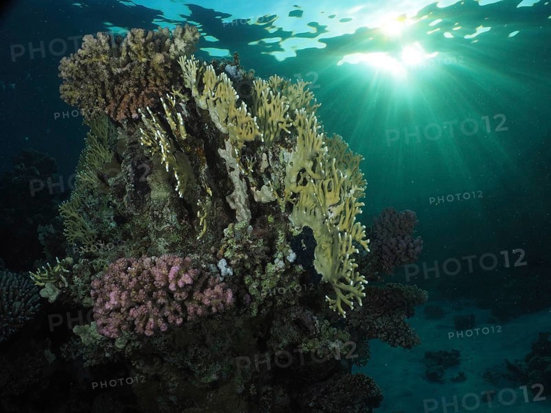 Mesh fire coral, net fire coral (Millepora dichotoma) in evening light, sun rays, dive site house reef, Mangrove Bay, El Quesir, Red Sea, Egypt, Africa