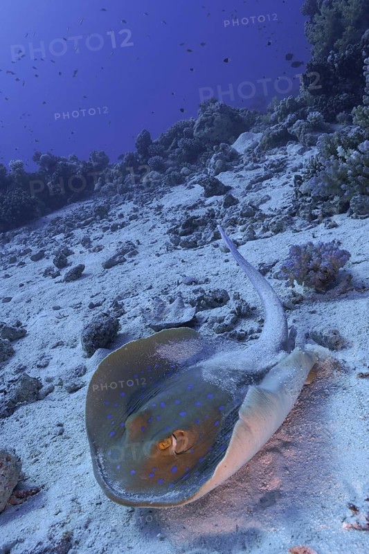 Bluespotted ribbontail ray (Taeniura lymma), Fury Shoals reef dive site, Red Sea, Egypt, Africa