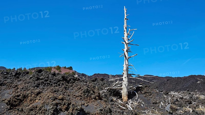Lava field, dead white tree, blue sky, Etna, volcano, Eastern Sicily, Sicily, Italy, Europe