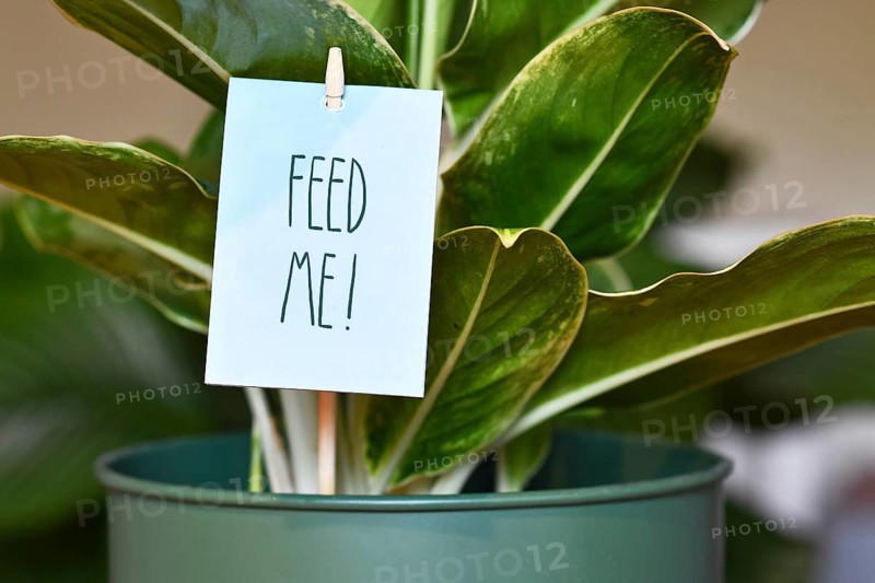 Houseplant with sign saying 'Feed me'. Concept for fertilizing plants