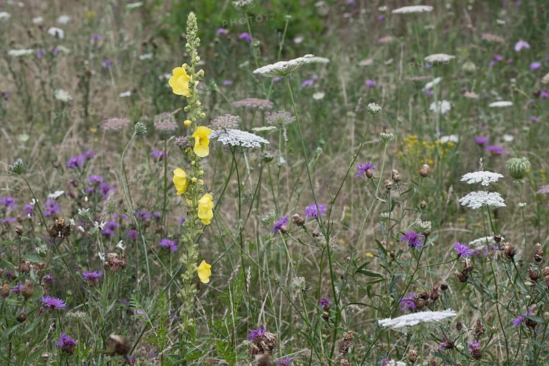 Wildflower meadow with small-flowered mullein (Verbascum thapsus), Emsland, Lower Saxony, Germany, Europe