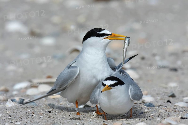 Little Tern (Sternula albifrons), pair during mating ritual, adult birds in courtship display, pair just in front of copulation, cock with fish in beak, mating feeding, Lower Saxon Wadden Sea National Park, East Frisian Islands, Lower Saxony, Germany, Europe