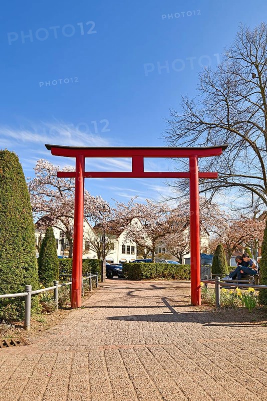 Hofheim, Germany, March 2020: Traditional Japanese 'Torii' gate and blooming Japanese cherry trees in old historic city center of Hofheim, Europe