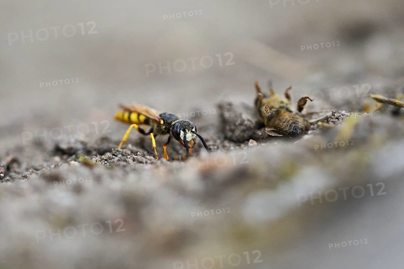 European beewolf (Philanthus triangulum), at the cave entrance, with captured bee, Bottrop, Ruhr area, North Rhine-Westphalia, Germany, Europe