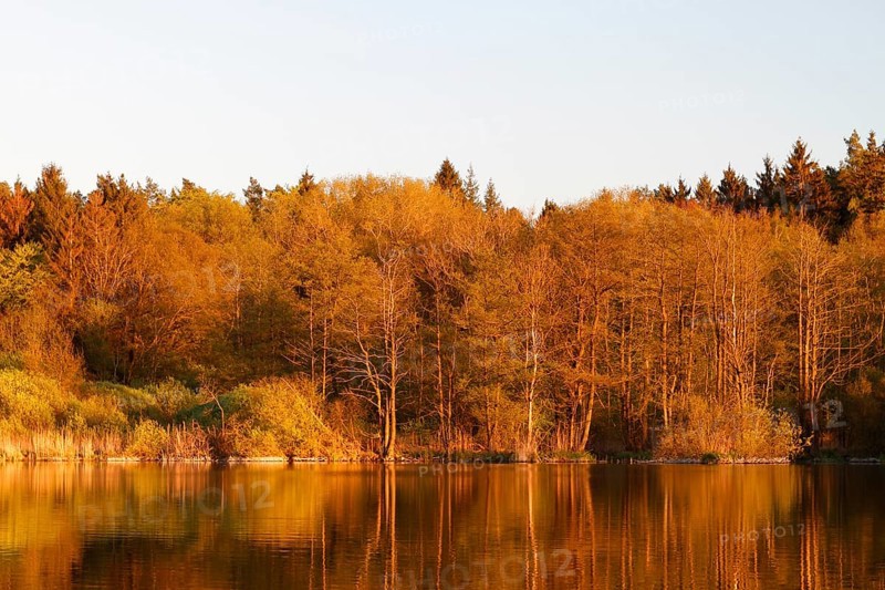 Alder swamp forest in spring shortly in front of sunset at a peat cut in the Peene, Flusslandschaft Peenetal nature park Park, Mecklenburg-Western Pomerania, Germany, Europe