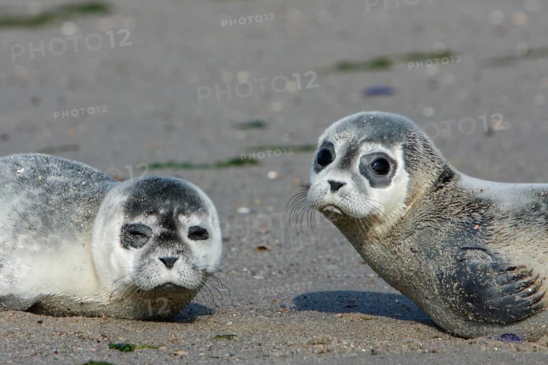 Common harbor seal (Phoca vitulina), two howlers on the beach, two juveniles, Lower Saxony Wadden Sea National Park, Lower Saxony, Germany, Europe