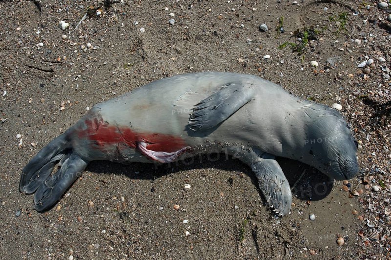 Common harbor seal (Phoca vitulina), found dead on the beach, stillborn, Lower Saxony Wadden Sea National Park, Lower Saxony, Germany, Europe