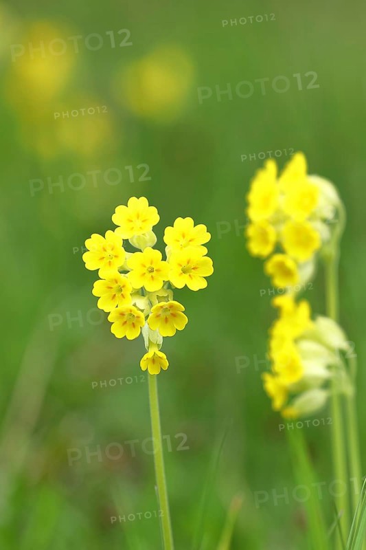 Common cowslip (Primula veris), primrose family, cowslip, apothecary primrose, medicinal plant (Primulaceae), flowering in a pasture, Hesse, Germany, Europe